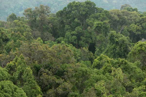 Manzaralı kuru tropikal yaprak dökmeyen orman, Tayland — Stok fotoğraf