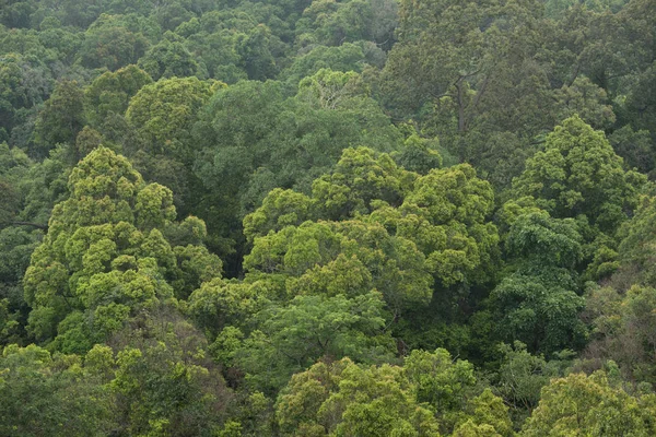 Landschaft Blick auf trockene tropische immergrüne Wälder, Thailand — Stockfoto