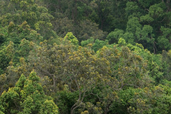landscape view of dry tropical evergreen forest,Thailand