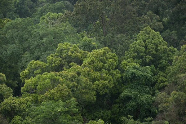 Landschaft Blick auf trockene tropische immergrüne Wälder, Thailand — Stockfoto