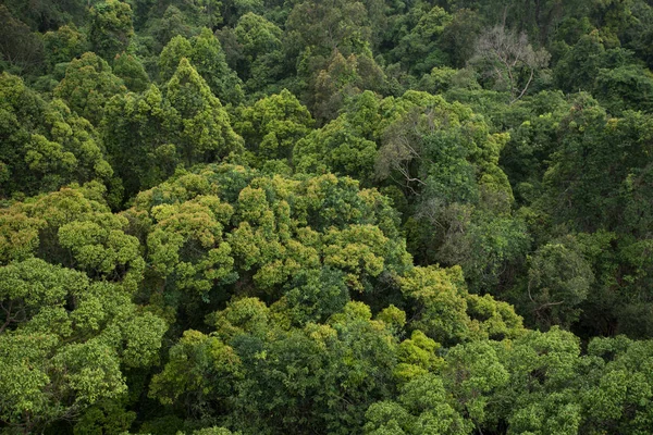 景观图的干燥的热带常绿森林，泰国 — 图库照片
