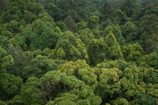 Manzaralı kuru tropikal yaprak dökmeyen orman, Tayland
