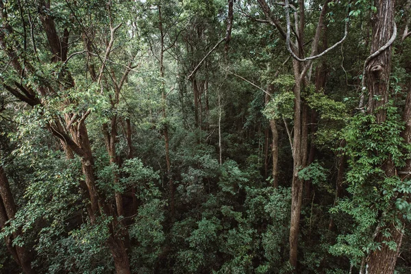 Landscape view of dry tropical evergreen forest,Thailand — Stock Photo, Image