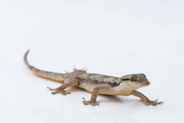 Beyaz arka plan üzerinde ev kertenkele (Hemidactylus platyurus)
