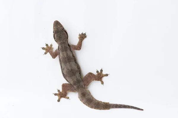 Lézard domestique (Hemidactylus platyurus) sur fond blanc — Photo