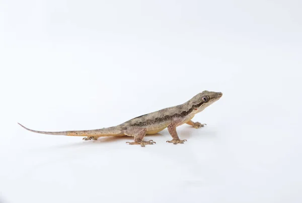 Casa lucertola (Hemidactylus platyurus) su sfondo bianco — Foto Stock