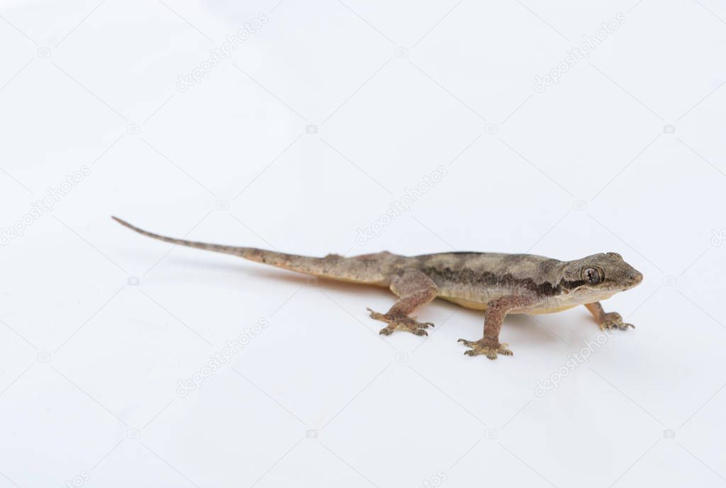 House lizard (Hemidactylus platyurus) on white background
