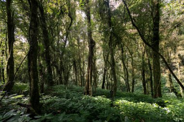 herdem yeşil Orman dağlarındaki doiinthanon Ulusal Park, Tayland tarihinde