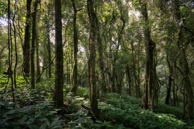 herdem yeşil Orman dağlarındaki doiinthanon Ulusal Park, Tayland tarihinde