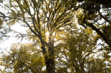 herdem yeşil Orman dağlarındaki doiinthanon Ulusal Park, Tayland tarihinde