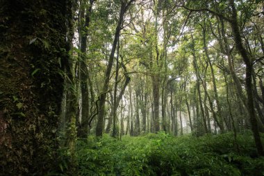 herdem yeşil Orman dağlarındaki doiinthanon Ulusal Park, Tayland tarihinde