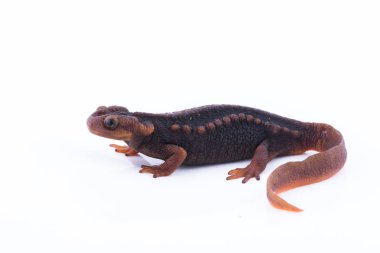 Beyaz arka plan ve doiinthanon Ulusal Park, Tayland yüksek dağlarda yaşayan semender (Himalaya Newt)