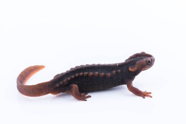 Beyaz arka plan ve doiinthanon Ulusal Park, Tayland yüksek dağlarda yaşayan semender (Himalaya Newt)