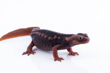 Beyaz arka plan ve doiinthanon Ulusal Park, Tayland yüksek dağlarda yaşayan semender (Himalaya Newt)
