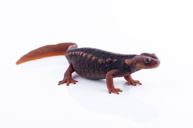 Beyaz arka plan ve doiinthanon Ulusal Park, Tayland yüksek dağlarda yaşayan semender (Himalaya Newt)