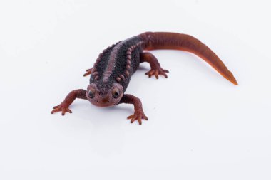 Beyaz arka plan ve doiinthanon Ulusal Park, Tayland yüksek dağlarda yaşayan semender (Himalaya Newt)