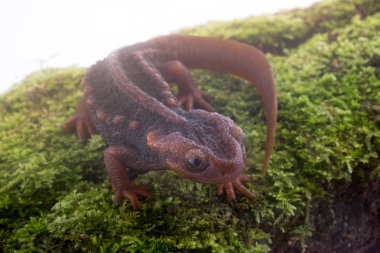 Beyaz arka plan ve doiinthanon Ulusal Park, Tayland yüksek dağlarda yaşayan semender (Himalaya Newt)