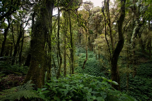 Herdem yeşil Orman dağlarındaki doiinthanon Ulusal Park, Tayland tarihinde — Stok fotoğraf