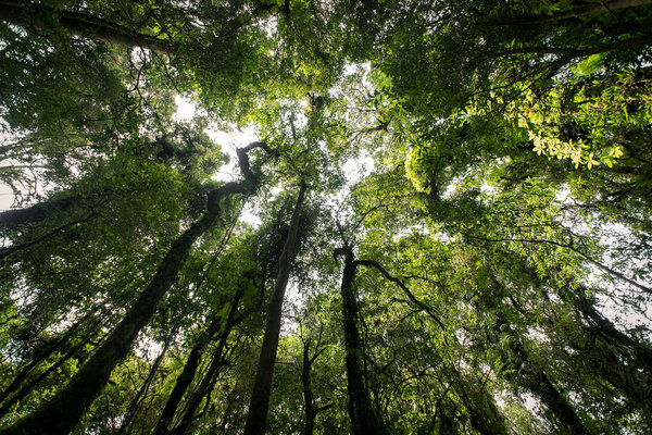 evergreen forest on the slopes of the mountains at doiinthanon national park, Thai
