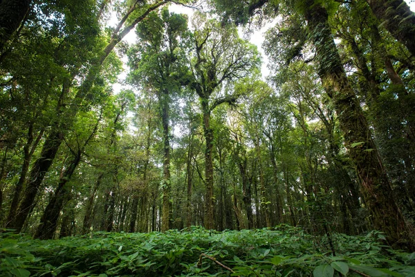 Evergreen forest on the slopes of the mountains at doiinthanon national park, Thailand — Stock Photo, Image