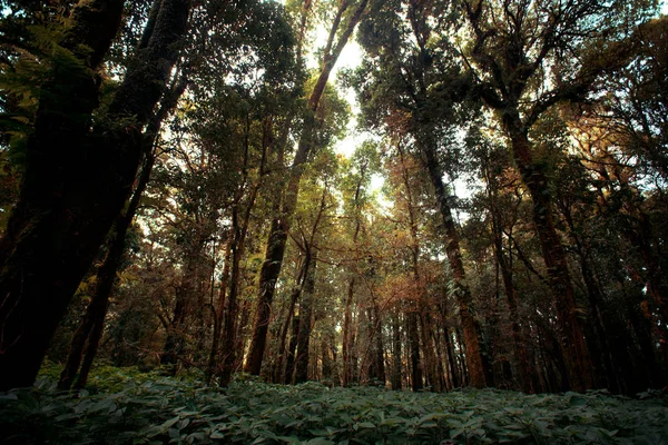 Evergreen forest on the slopes of the mountains at doiinthanon national park, Thailand — Stock Photo, Image