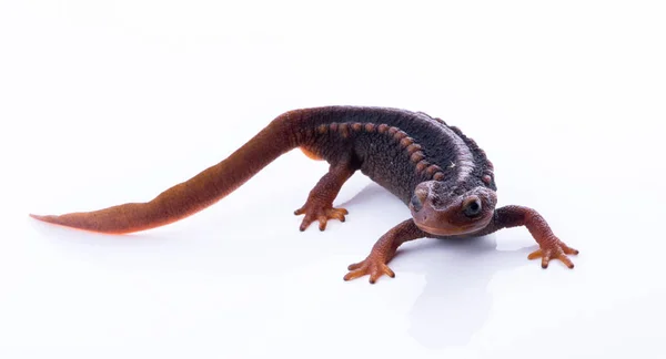 Salamander (Himalaya-Molch) auf weißem Grund und im Hochgebirge des Doiinthanon Nationalparks in Thailand lebend — Stockfoto