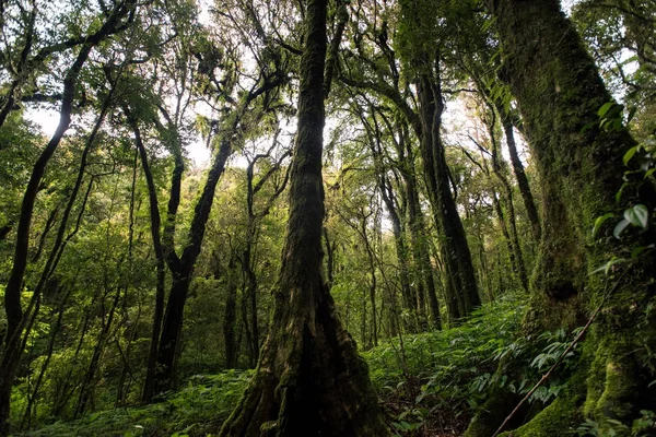 Evergreen forest on the slopes of the mountains at doiinthanon national park, Thailand — Stock Photo, Image