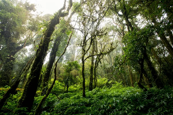 Evergreen forest on the slopes of the mountains at doiinthanon national park, Thailand — Stock Photo, Image