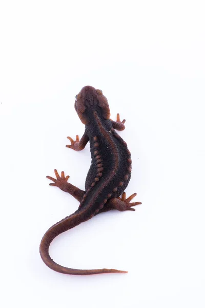 Beyaz arka plan ve doiinthanon Ulusal Park, Tayland yüksek dağlarda yaşayan semender (Himalaya Newt) — Stok fotoğraf