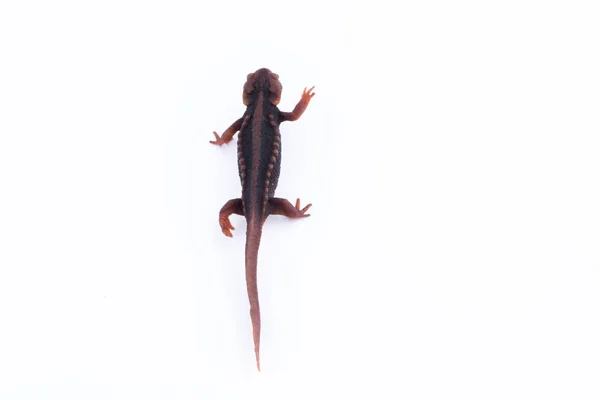 Beyaz arka plan ve doiinthanon Ulusal Park, Tayland yüksek dağlarda yaşayan semender (Himalaya Newt) — Stok fotoğraf