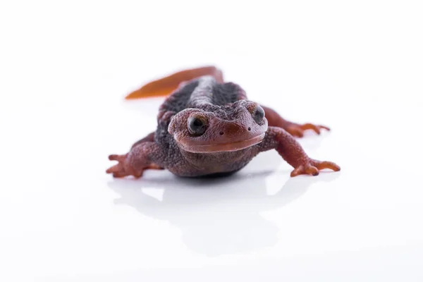 Beyaz arka plan ve doiinthanon Ulusal Park, Tayland yüksek dağlarda yaşayan semender (Himalaya Newt) — Stok fotoğraf