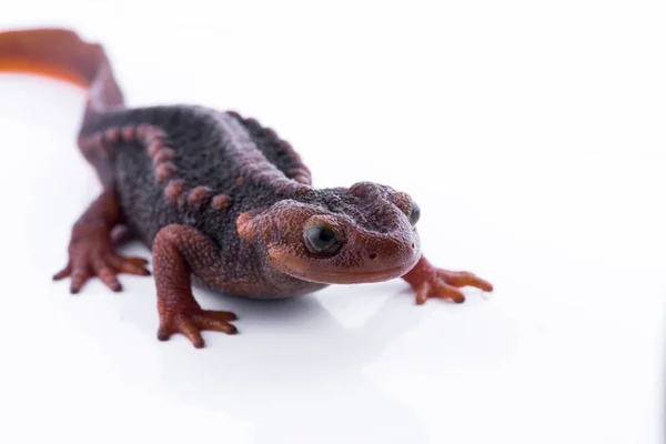 Salamander (Himalayan Newt) on white background and Living On the high mountains at doiinthanon national park,Thailand — Stock Photo, Image