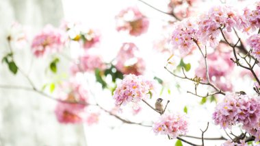 pembe trompet ağaç veya Tabebuia rosea; taze pembe çiçekler ve pembe trompet ağacın, Ocak ve Şubat sırasında Tayland çiçek açan bir tatlı Pembe çiçek yeşil yapraklarda