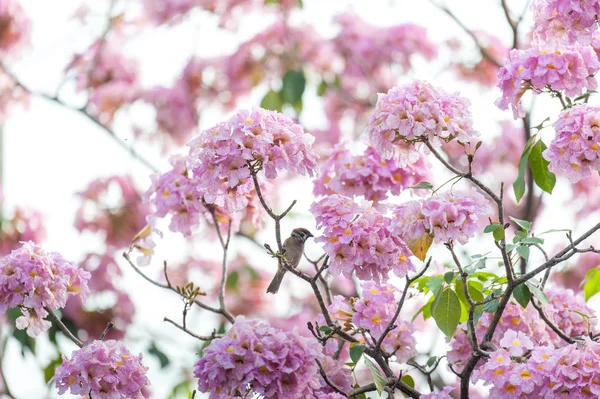 Růžový trubka strom nebo Tabebuia rosea; svěží růžové květy a zelenými listy na větvích stromu růžové trumpeta, sladká růžová květina, kvetoucí v lednu a únoru v Thajsku — Stock fotografie