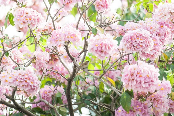 Růžový trubka strom nebo Tabebuia rosea; svěží růžové květy a zelenými listy na větvích stromu růžové trumpeta, sladká růžová květina, kvetoucí v lednu a únoru v Thajsku — Stock fotografie