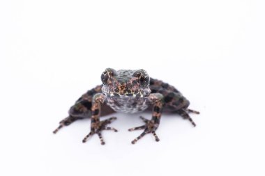 Odorrana schmackeri (Boettger, 1892): beyaz zemin üzerine kurbağa 