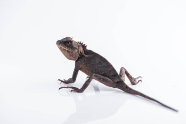Ölçek karınlı ağaç kertenkele beyaz arka planda, Thaila kertenkele