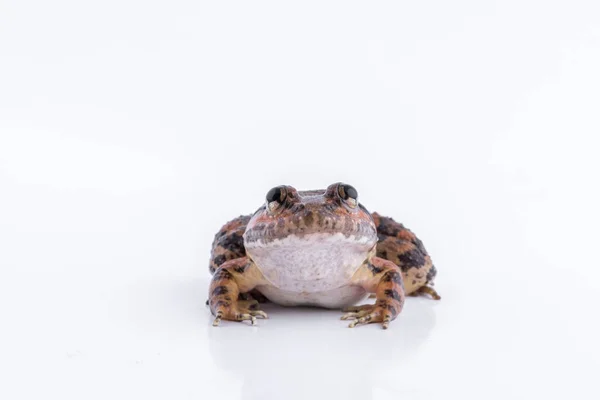 Wspólnej nazwy: Kuhl, s żaba / naukowa nazwa: Limnonectes kuhlii (Tschudi, 1838): żaba na białym tle. — Zdjęcie stockowe