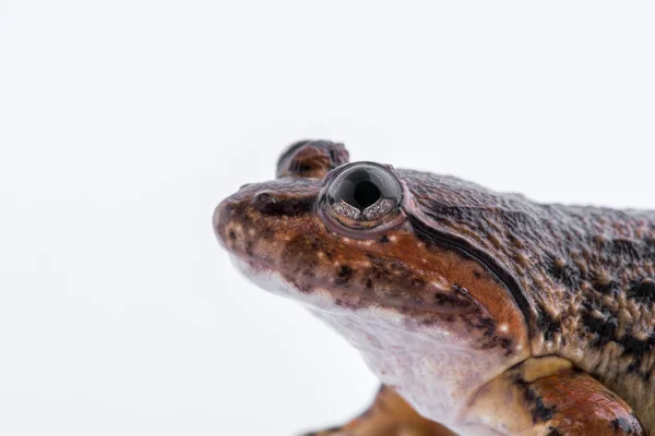 Nombre común: Kuhl, s Frog / Nombre científico: Limnonectes kuhlii (Tschudi, 1838): frog on white background . — Foto de Stock