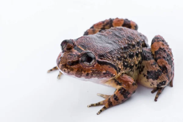 共同的名字: 库尔, s 青蛙或科学名字: Limnonectes kuhlii (Tschudi, 1838): 青蛙在白色背景. — 图库照片