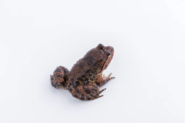 Common Name:Kuhl,s Frog / Scientific Name:Limnonectes kuhlii (Tschudi, 1838) : frog on white background. — Stock Photo, Image