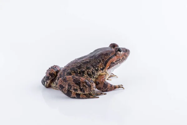 일반적인 이름: Kuhl, s 개구리 / 과학적인 이름: Limnonectes kuhlii (Tschudi, 1838): 흰색 바탕에 개구리. — 스톡 사진