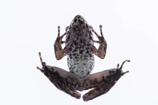 Odorrana schmackeri (Boettger, 1892): žába na bílém pozadí — Stock fotografie