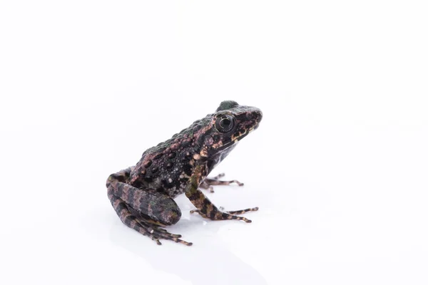 Odorrana schmackeri (boettger, 1892): Frosch auf weißem Hintergrund — Stockfoto