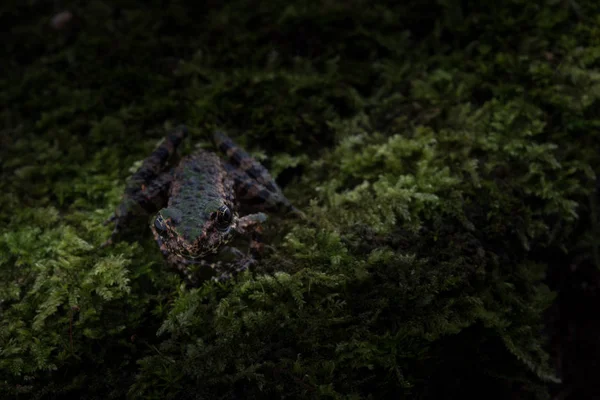 Odorrana schmackeri in natura della Thailandia — Foto Stock