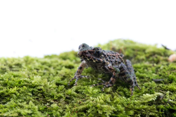 Odorrana schmackeri na natureza da Tailândia — Fotografia de Stock