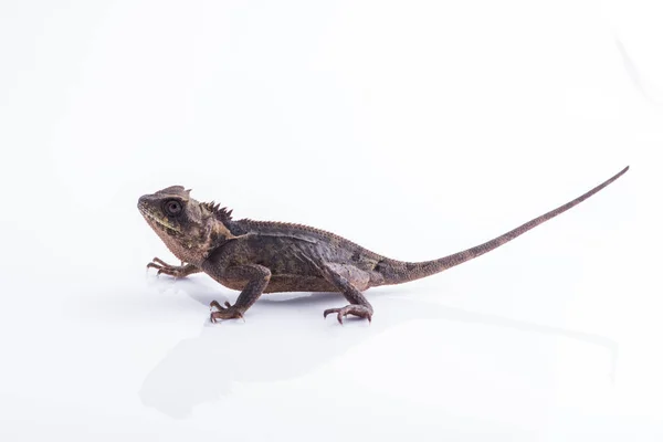 Scala-Bellied Tree Lizard su sfondo bianco, Lucertola della Thailandia — Foto Stock