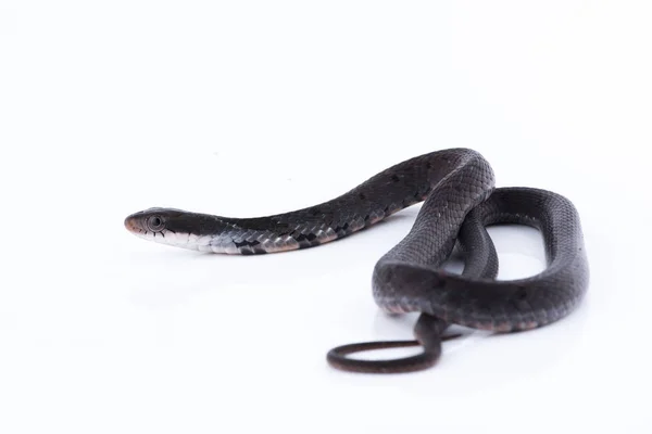 Serpente in natura su sfondo bianco — Foto Stock