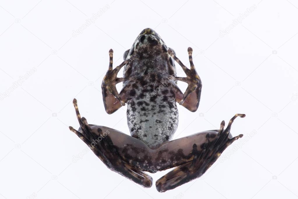 Odorrana schmackeri (Boettger, 1892) : frog on white background 