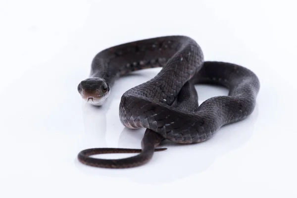 Kígyó a természetben fehér háttér — Stock Fotó